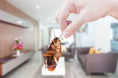How to Eliminate Cockroaches?