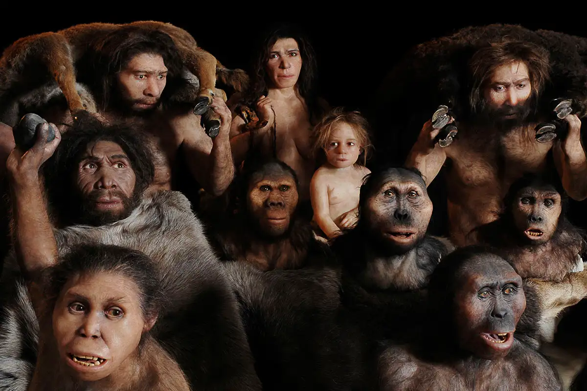Genetic Mystery of Why Humans Lost Their Tails