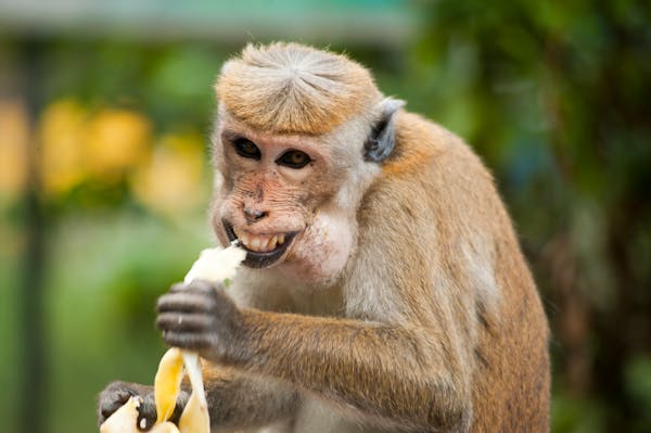 Why Should You Eat a Banana Every Day?