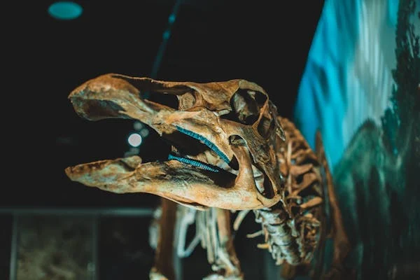 New Study Explains How Dinosaurs Went Extinct
