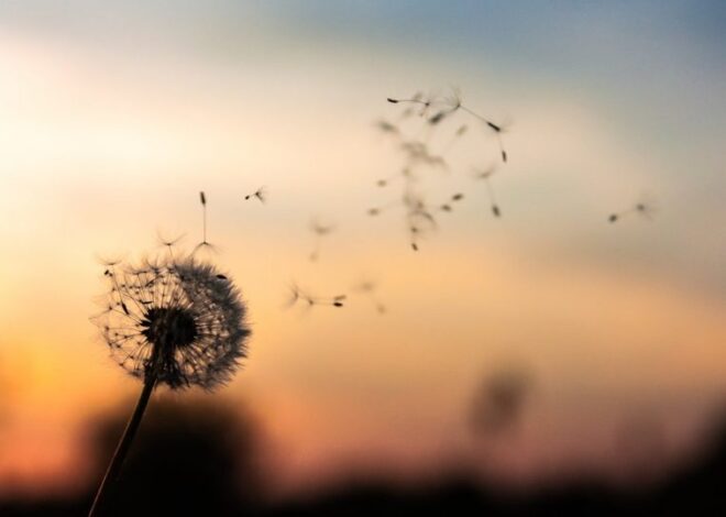 Embracing Non-Attachment: Enjoying Life’s Journey