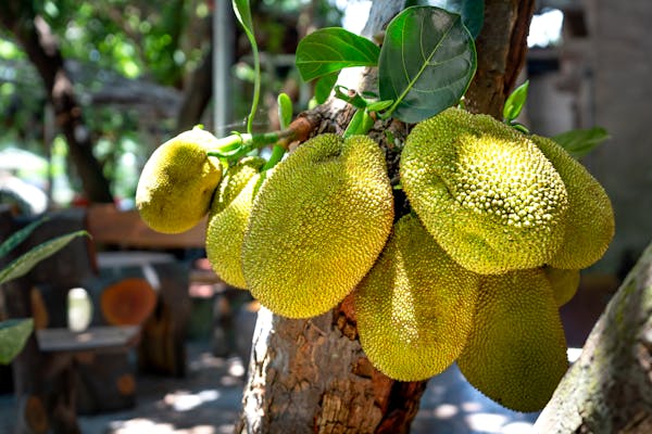 Health Benefits of Jackfruit