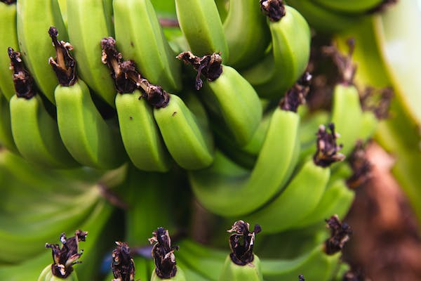 The Benefits and Uses of Green Bananas