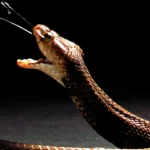 What is Snake Venom?