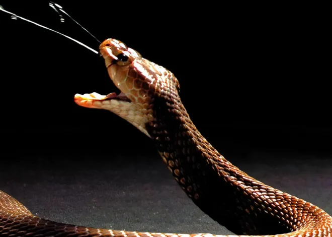 What is Snake Venom? Type of snake Venom?