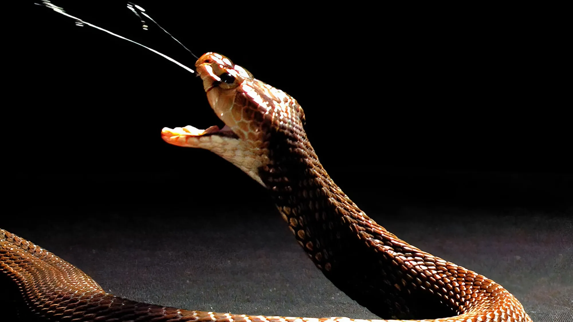 What is Snake Venom? Type of snake Venom?