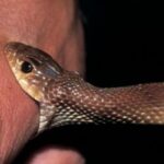 Steps to Save a Life After a Snake Bite