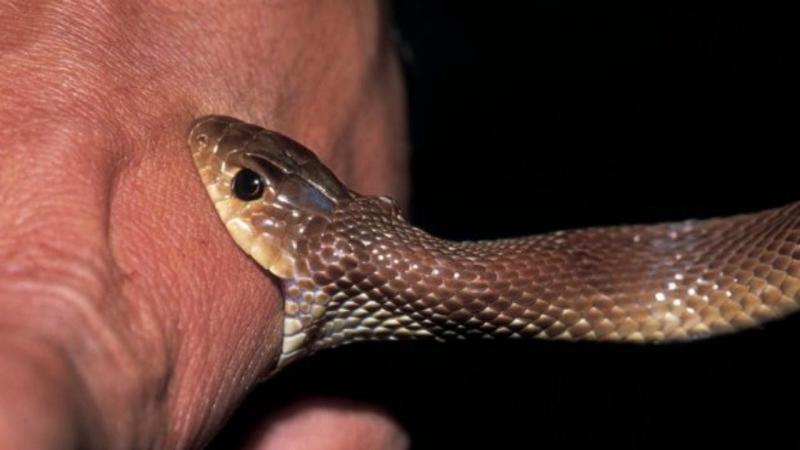 Steps to Save a Life After a Snake Bite