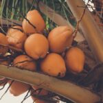 What Are the Health Benefits of Coconuts?