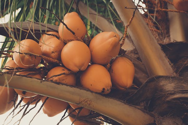 What Are the Health Benefits of Coconuts?